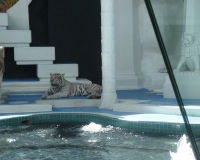 las vegas tiger mirage